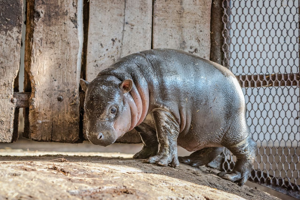 Video: Endangered Hippo Born In Hungary