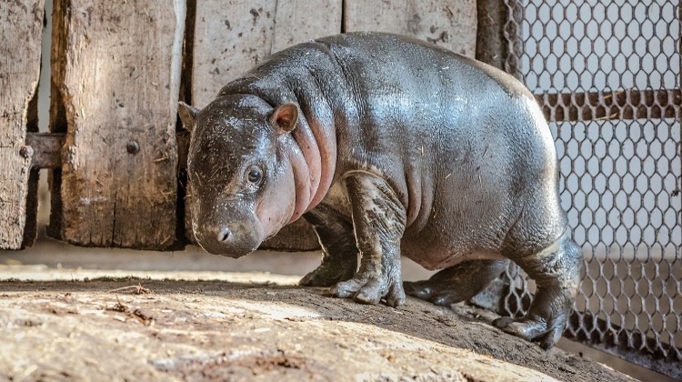 Video: Endangered Hippo Born In Hungary