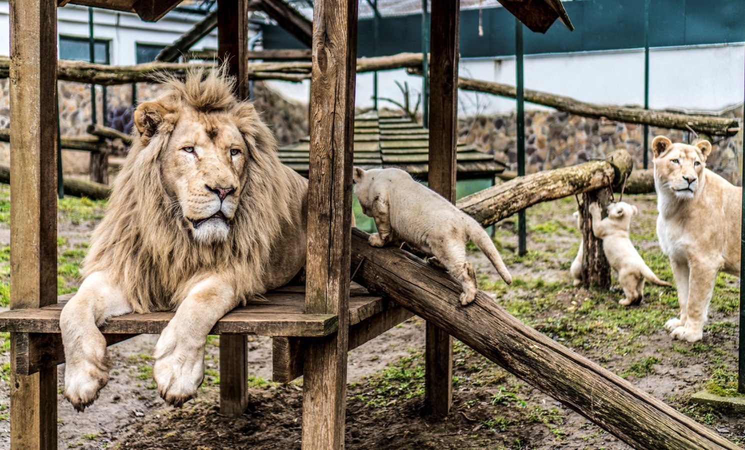 Over Half a Million Visited Nyíregyháza Zoo in 2022