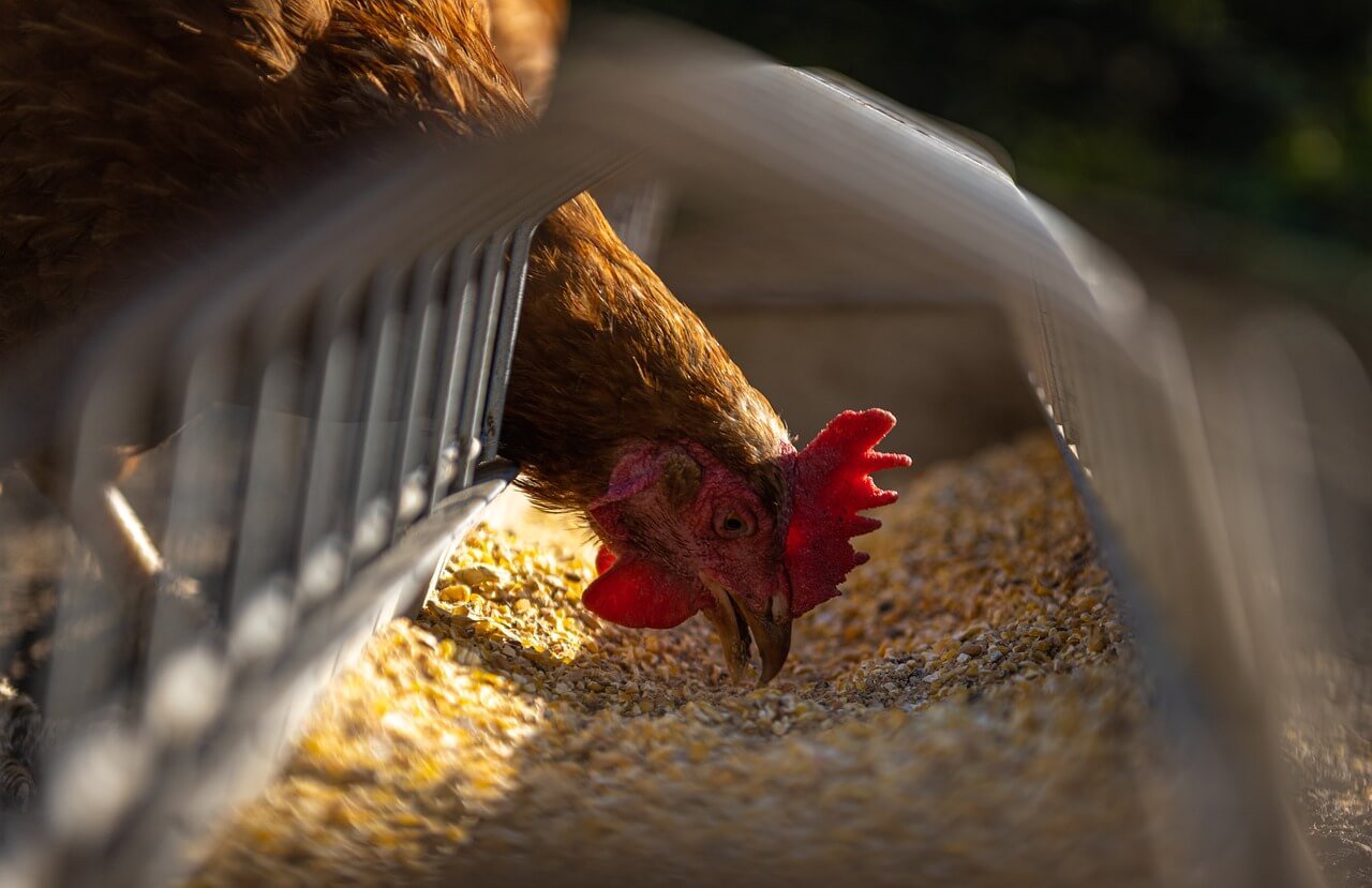 Bird Flu in Hungary: Veterinary Chief Orders Farm Fowl to Be Locked Up