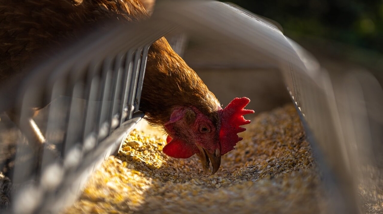 Bird Flu in Hungary: Veterinary Chief Orders Farm Fowl to Be Locked Up