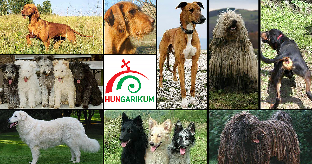 Top 7 Hungarian Dog Breeds