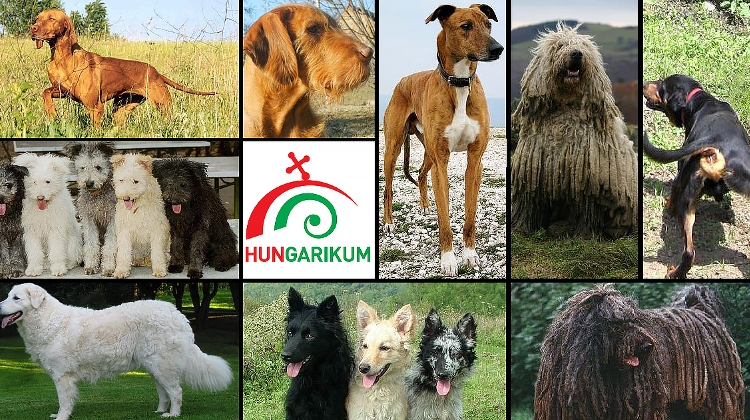 Top 7 Hungarian Dog Breeds