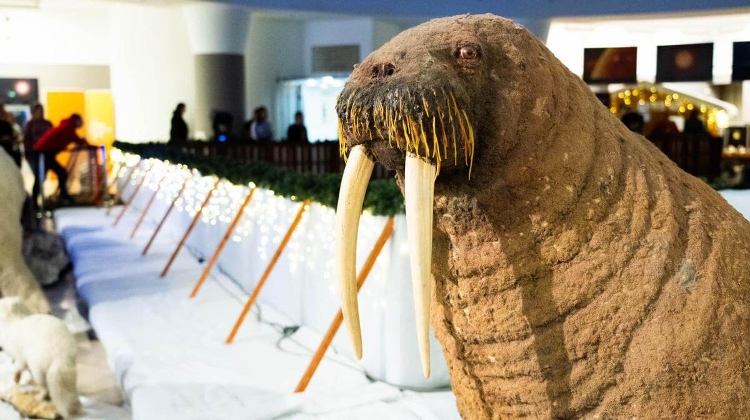 'Ice World Exhibition', Museum of Natural History Budapest