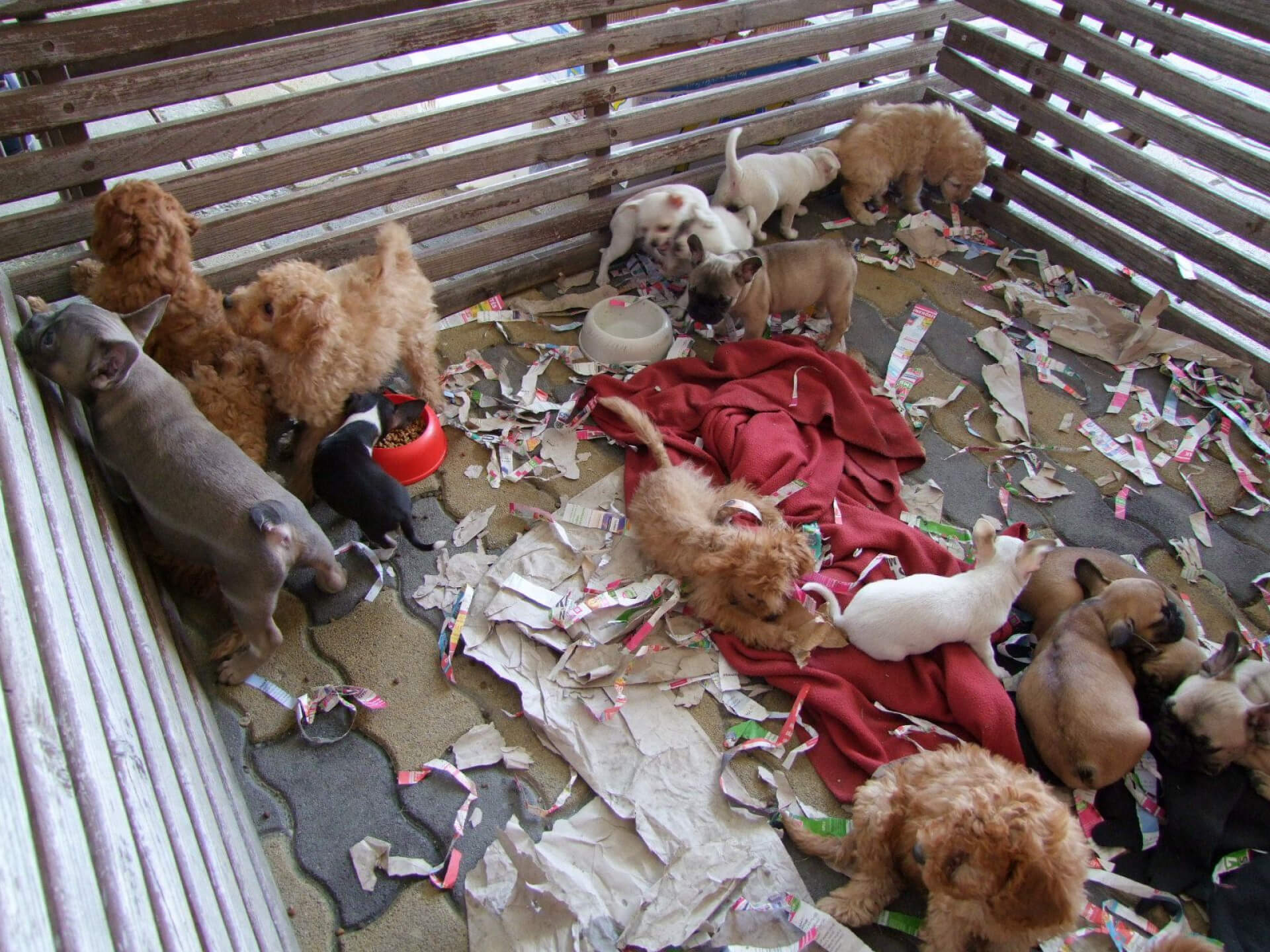 Harsher Penalties Ahead for Animal Abuse in Hungary