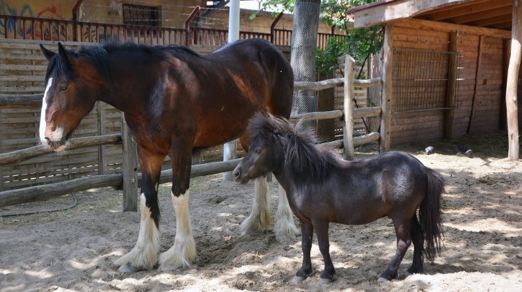 Equestrian Traditions in Spotlight at Budapest Zoo Equestrian Traditions in Spotlight at Budapest Zoo