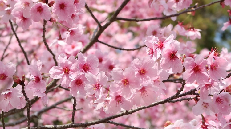 Sakura: Cherry Blossom Festival, Budai Arboretum Budapest, 12 April Sakura: Cherry Blossom Festival, Budai Arboretum Budapest, 12 April