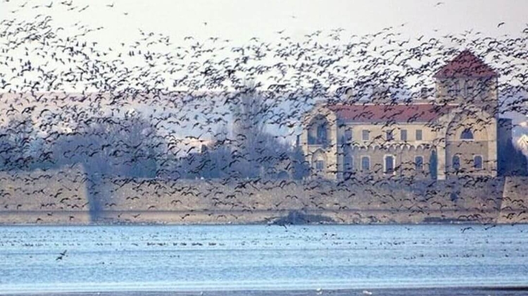 Spectacular Wild Goose Festival in Tata on 29 November Spectacular Wild Goose Festival in Tata on 29 November