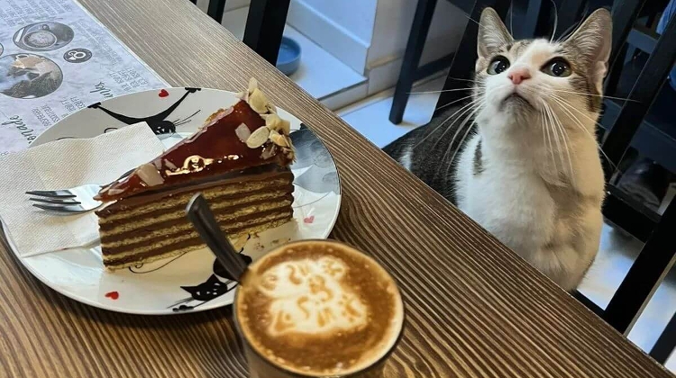 Top 5 Animal-Friendly Cafés in Budapest Top 5 Animal-Friendly Cafés in Budapest