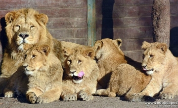 Top 12 + 1 Zoos & Wildlife Parks in Hungary Top 12 + 1 Zoos & Wildlife Parks in Hungary