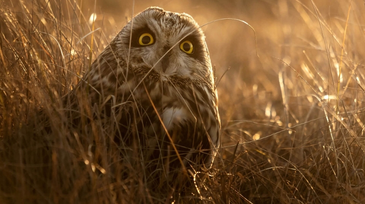 Nature Photographer of the Year Exhibition in Budapest Nature Photographer of the Year Exhibition in Budapest