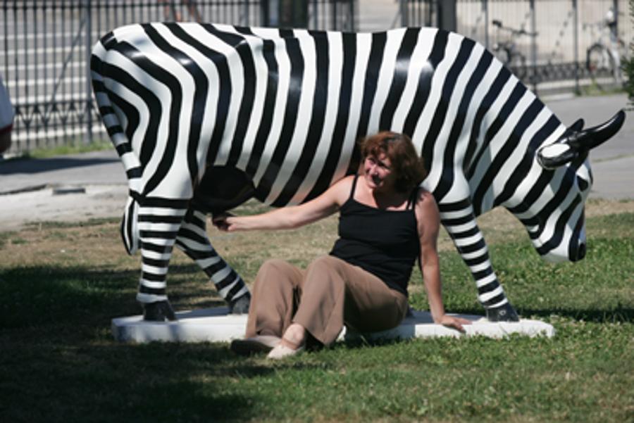 'Cow Parade' in Budapest