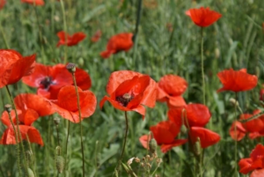 Poppies Available In Budapest, Remembrance Day Service in Hungary