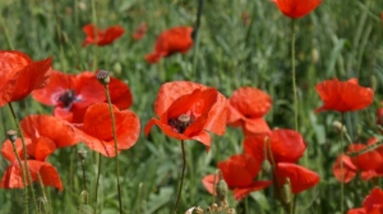 Poppies Available In Budapest, Remembrance Day Service in Hungary