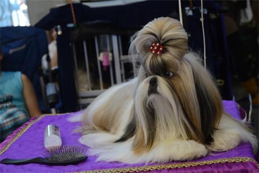 Event Report: World Dog Show In Budapest