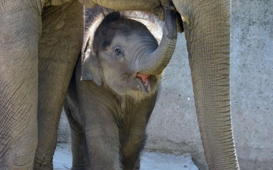 The Elephant Calf In Budapest Zoo Is Six Months Old