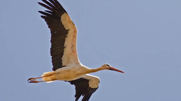 Hungarian “Spy Stork” Arrested And Eaten In Egypt