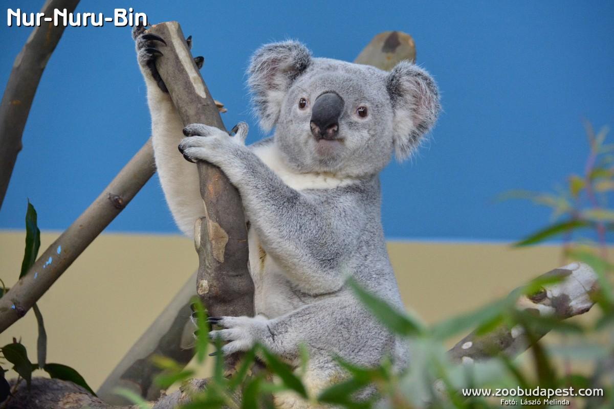 Must Do To Keep Koalas In Budapest Zoo