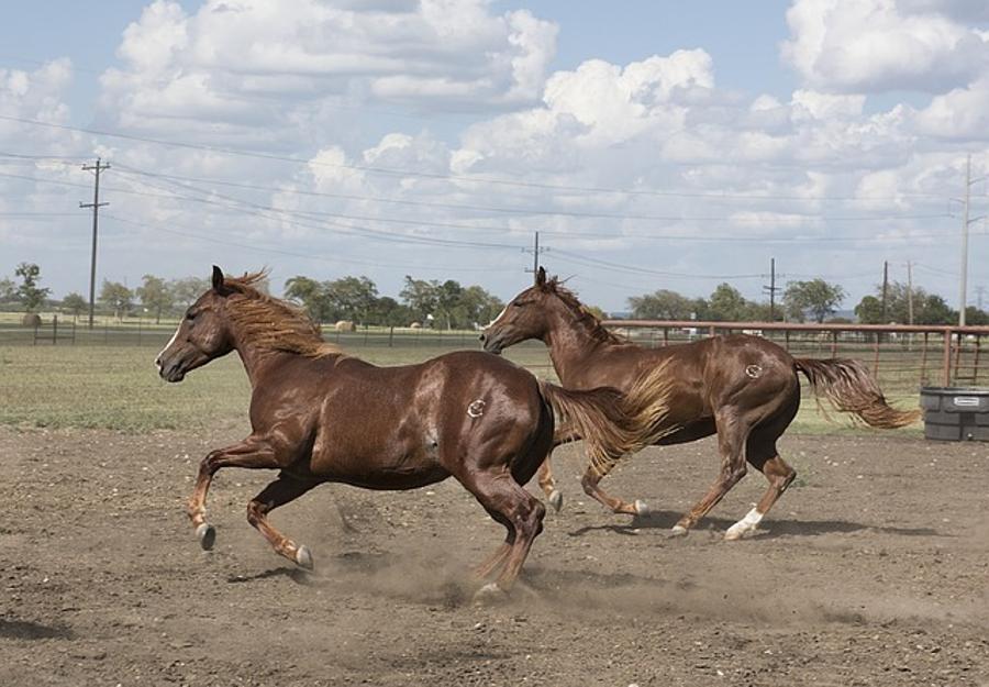 Swamp Fever Hits Hungarian Horses