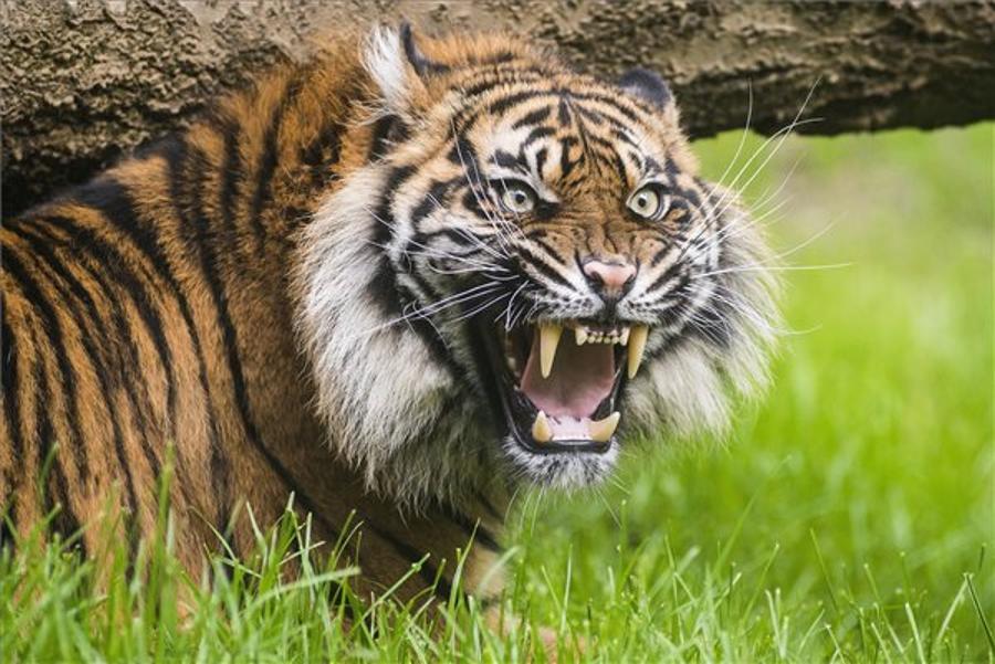 World’s Rarest Type Of Tiger Arrives To Hungarian Zoo