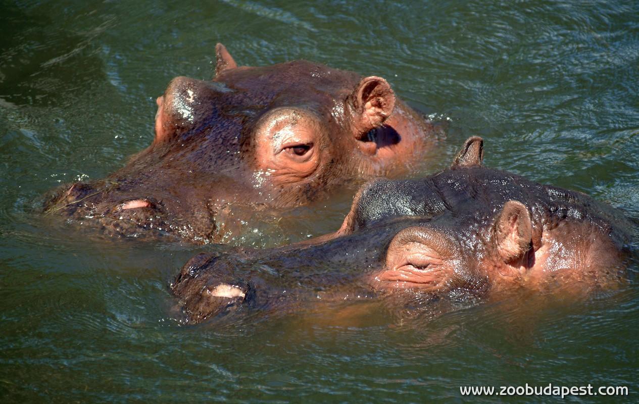 Beach Season Starts For Hippos In Budapest