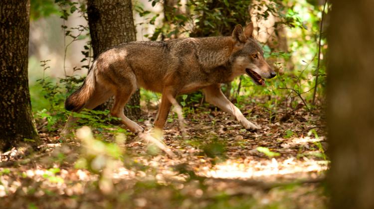 Video Article: New Grey Wolf Footages Released By WWF Hungary