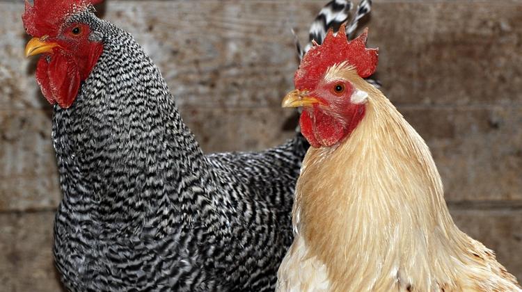 Sanitation Authority Orders Poultry Cull Around Bird Flu Areas