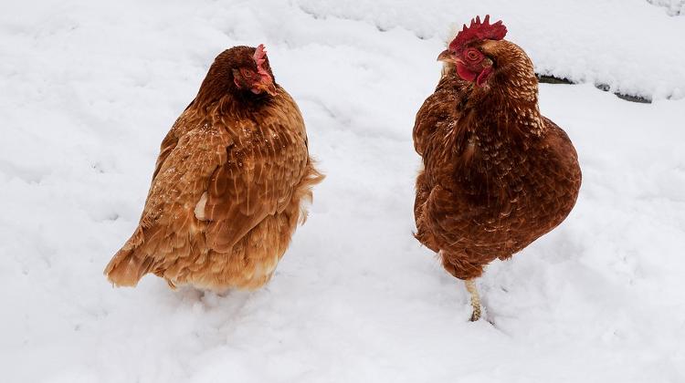 Bird Flu Discovered In NE Hungary