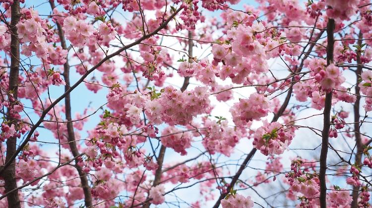 Cherry Blossom Festival in Budapest, 13 - 14 April