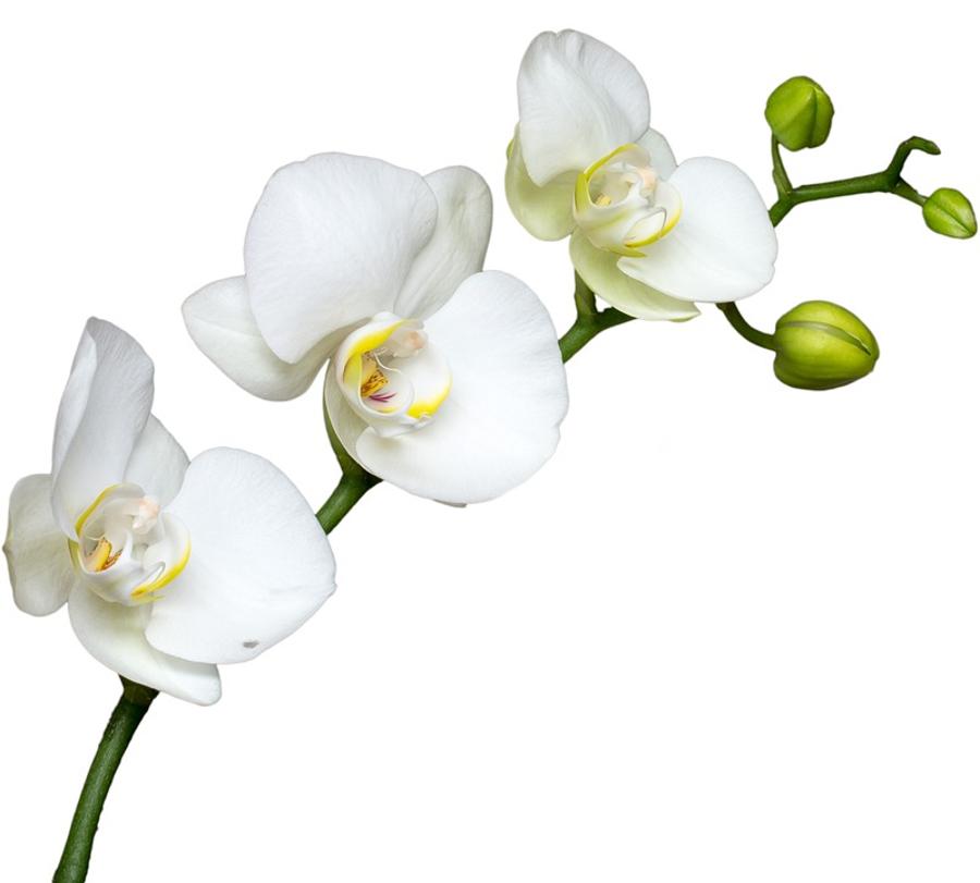 Spring Orchid Exhibition, Vajdahunyad Castle, 9 - 12 March