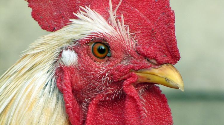 Hungary Lifts Bird Flu-Related Restrictions