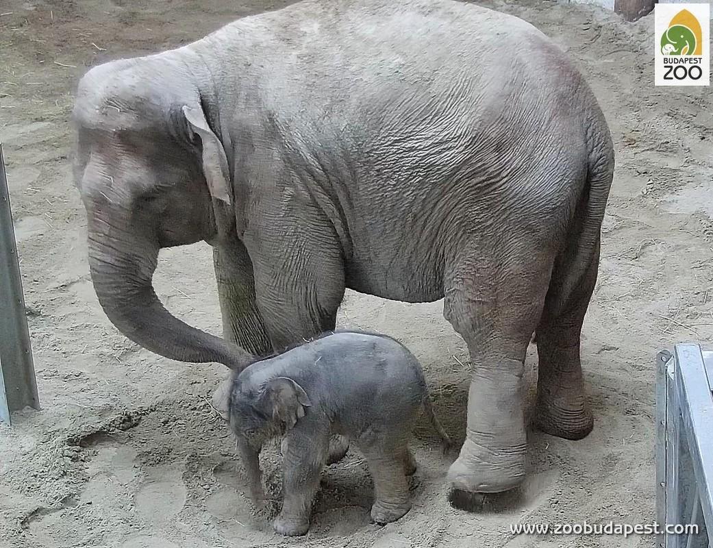 Elephant Baby Born At Budapest Zoo
