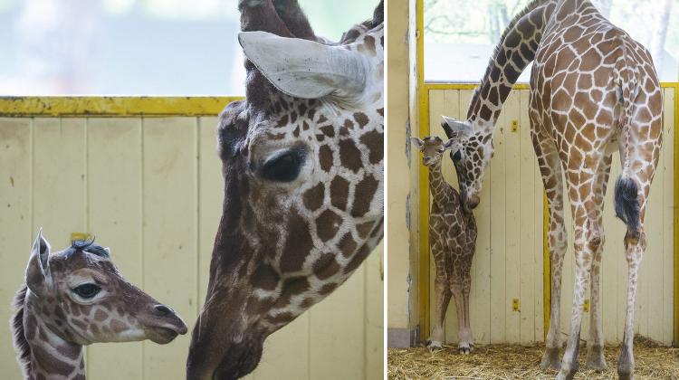 Video: Baby Giraffe Born At Debrecen Zoo In Hungary