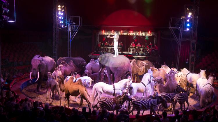 'Circus Festival', Budapest, Now On Until 14 January